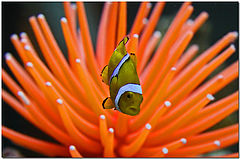 фото "Clowning Around"