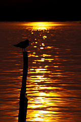 фото "sunset bird"