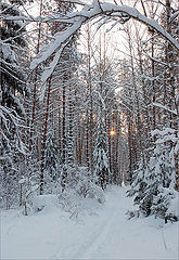 photo "In a winter wood"