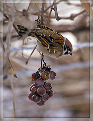 photo "птицы,воробей"