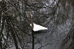 фото "The lake (2)"