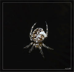 photo "And now I'll eat you ..."