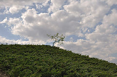 photo "***"