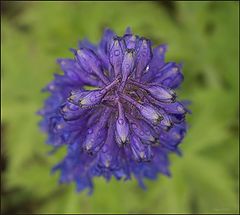 фото "Delphinium"