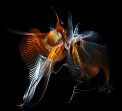 photo "What shivers in the dark?"
