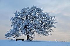 фото "tree"