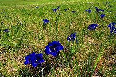 фото "The field (2)"