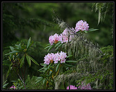 photo "Rainforest. Wild rhododendron. Summer."