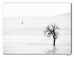 photo "A quiet lake"