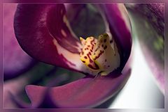 фото "***"