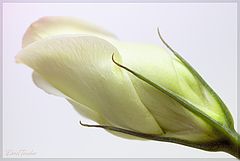 фото "Lisianthus"