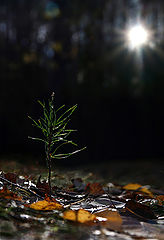 photo "A new life is born"
