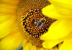 фото "Yellow Sweet"