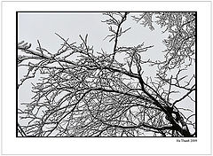 фото "Snow-covered tree"