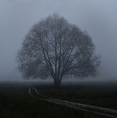 photo "The Vague Memoirs"