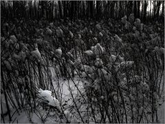photo "***"