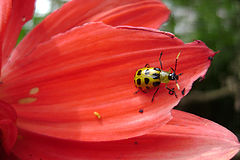photo "Lady Bug"