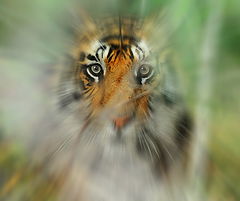 photo "***"