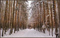 photo "Forest"