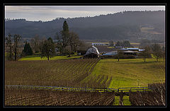 photo "Country side. Vineyards. Winter."