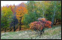 фото "Simphony Of Colours"
