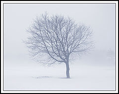 photo "Fog"