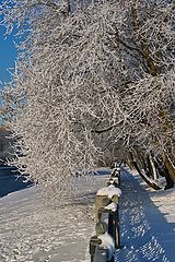 фото "зимние листья"