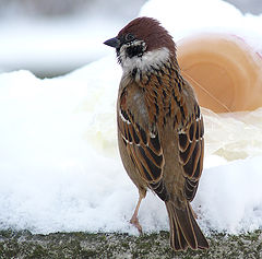 фото "Passer montanus"