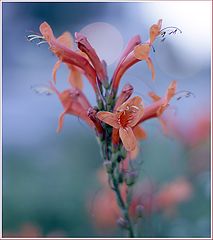 photo "***"