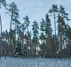 фото "В заснеженном лесу"