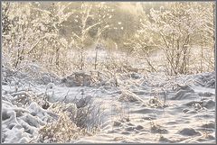photo "The winter disorder :)"