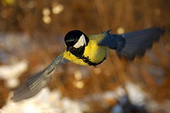 photo "***"