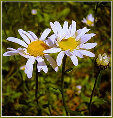 фото "Ромашки."