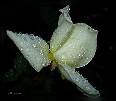 photo "September rose"