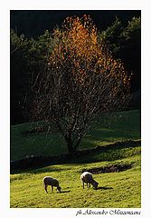 photo "pastorale"