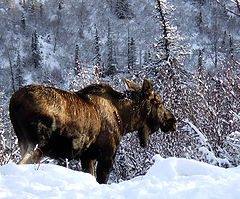 photo "Лось зимой"