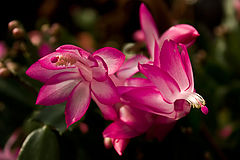 photo "***"
