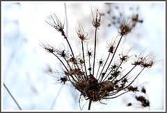 photo "Winter Bloom"