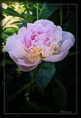 photo "Rose peoni"