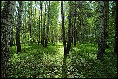 photo "Birch Grove"