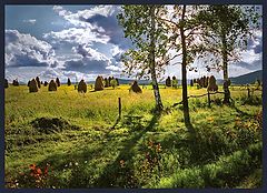 photo "Pleasure of meadows"