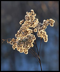 photo "Just a little warmth.."