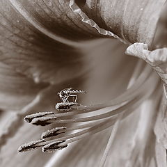 photo "***"