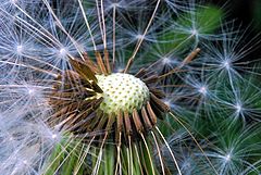 photo "Taraxacum officinale"