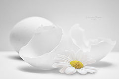 фото "***"
