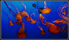 photo "Medousas"