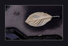 photo "Summer's last letters,,, or may be last songs..."