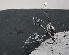 photo "***"