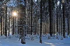 photo "Winter"