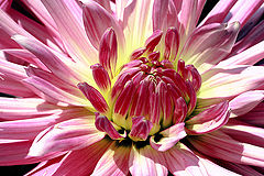 photo "Delicate beauty"